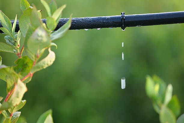 Top-5-Warning-Signs-That-You-Need-To-Replace-Your-Drip-Irrigation-System-image